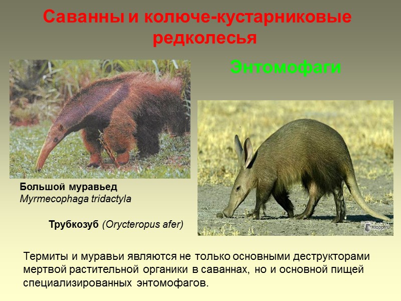 Саванны и колюче-кустарниковые редколесья Большой муравьед Myrmecophaga tridactyla  Трубкозуб (Orycteropus afer)  Энтомофаги